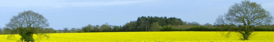 Beautiful view of a field of yellow crops